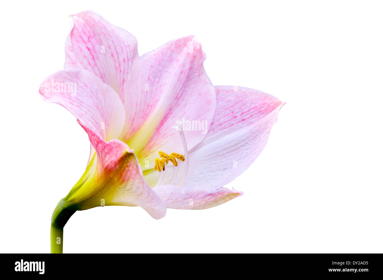 Hippeastrum Johnsonii Blume auf weißem Hintergrund Stockfoto