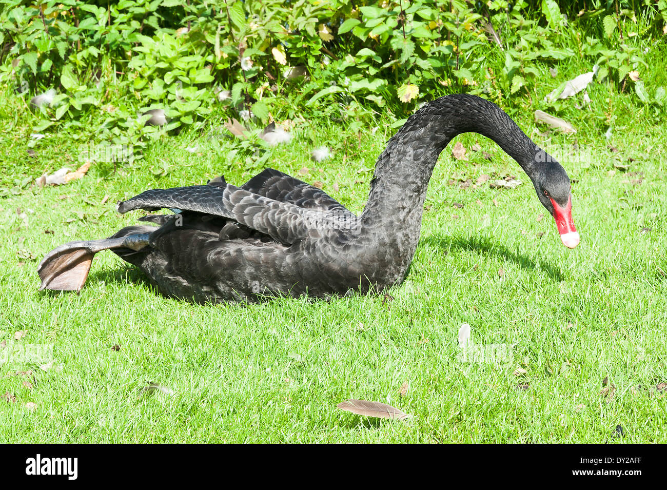 Ein Black Swan genießen die Sonne im Garten von Chartwell in der Nähe von Westerham Kent England Vereinigtes Königreich UK Stockfoto