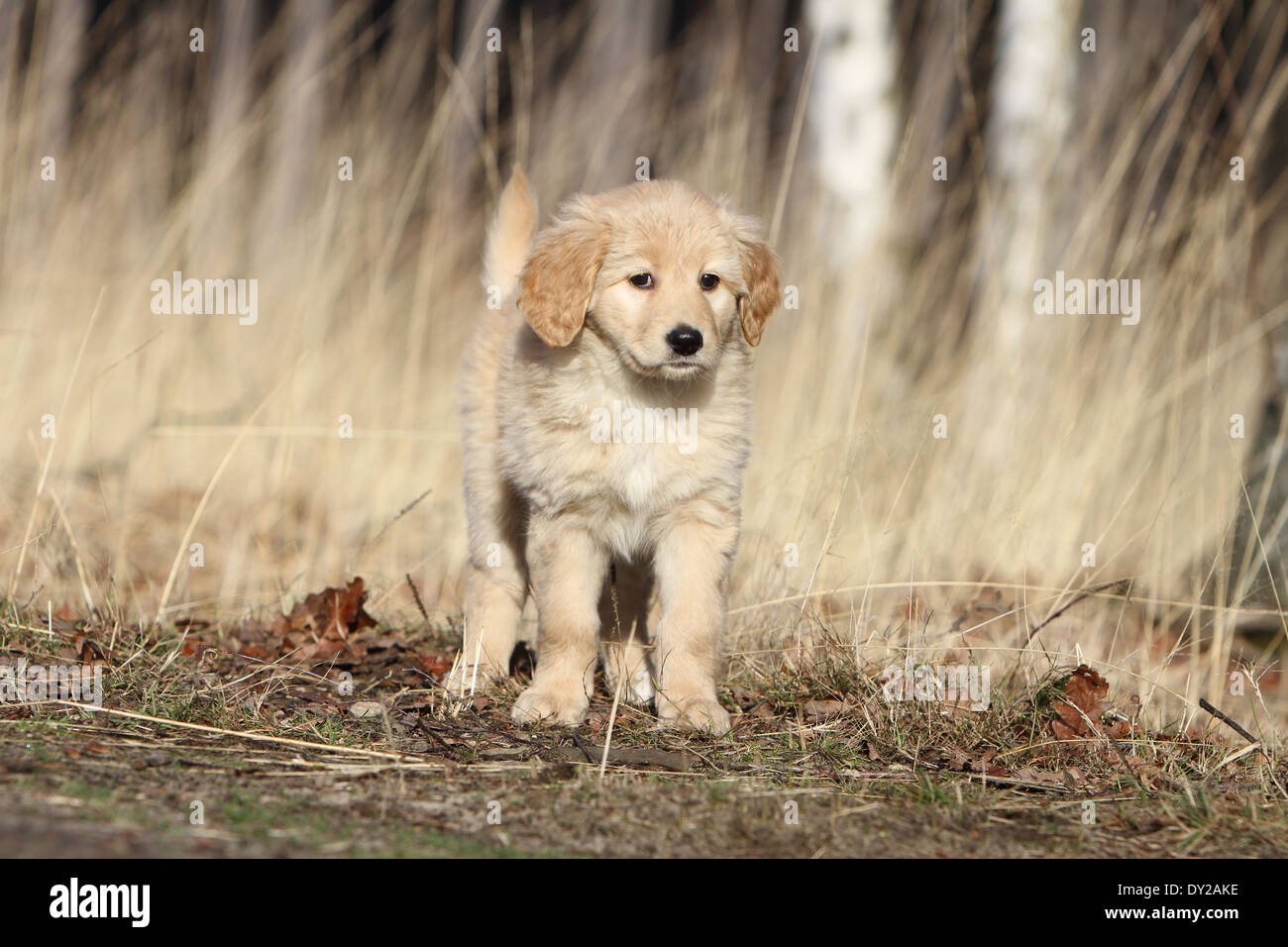 Hovawart Welpen blond natürliche stehende Hund Stockfotografie - Alamy