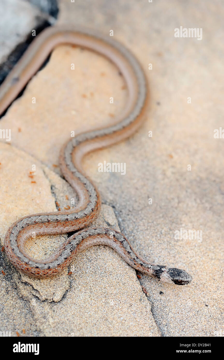 Dunkle braunschlange Fotos und Bildmaterial in hoher Auflösung Alamy