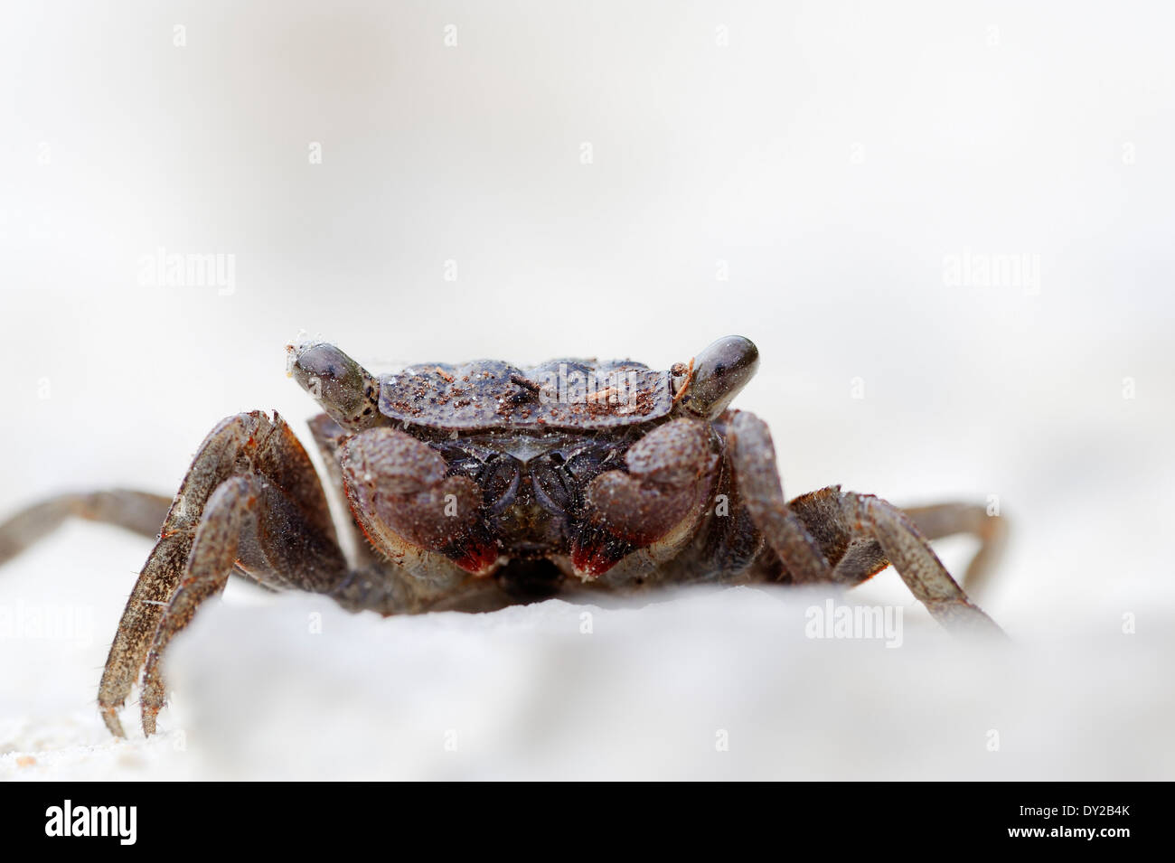 Mangroven-Baum-Krabbe (Aratus Pisonii), Sanibel Island, Florida, USA Stockfoto