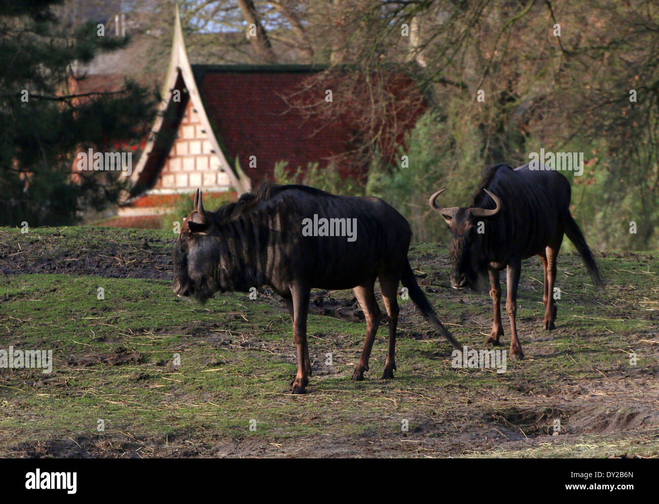 Zwei blaue Gnus oder weißen bärtigen Gnus (Connochaetes Taurinus) im Noorder Dierenpark Emmen Zoo Stockfoto
