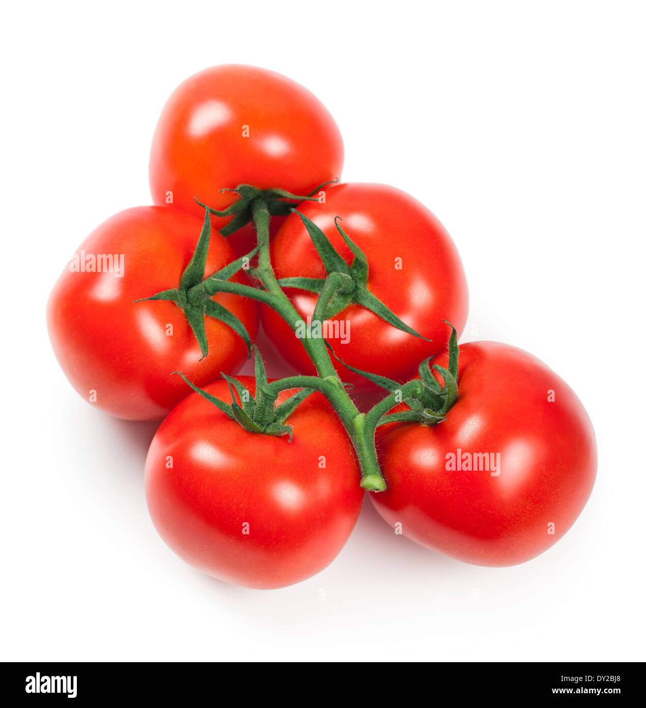 Zweig der frischen Tomaten auf weißem Hintergrund Stockfoto