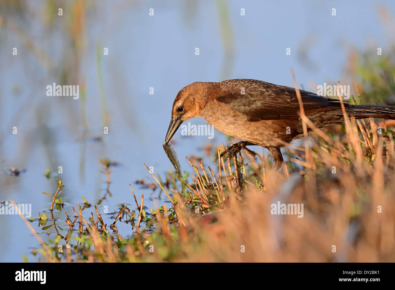 Boot-angebundene Grackle (Quiscalus großen), Weiblich, mit beschlagnahmten Fisch, Florida, USA Stockfoto