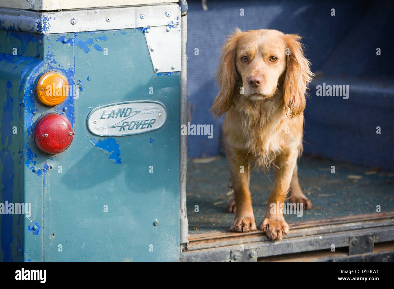 Ein goldener Cocker Spaniel Gebrauchshund steht auf der Rückseite ein altes Land Rover Fahrzeug Stockfoto