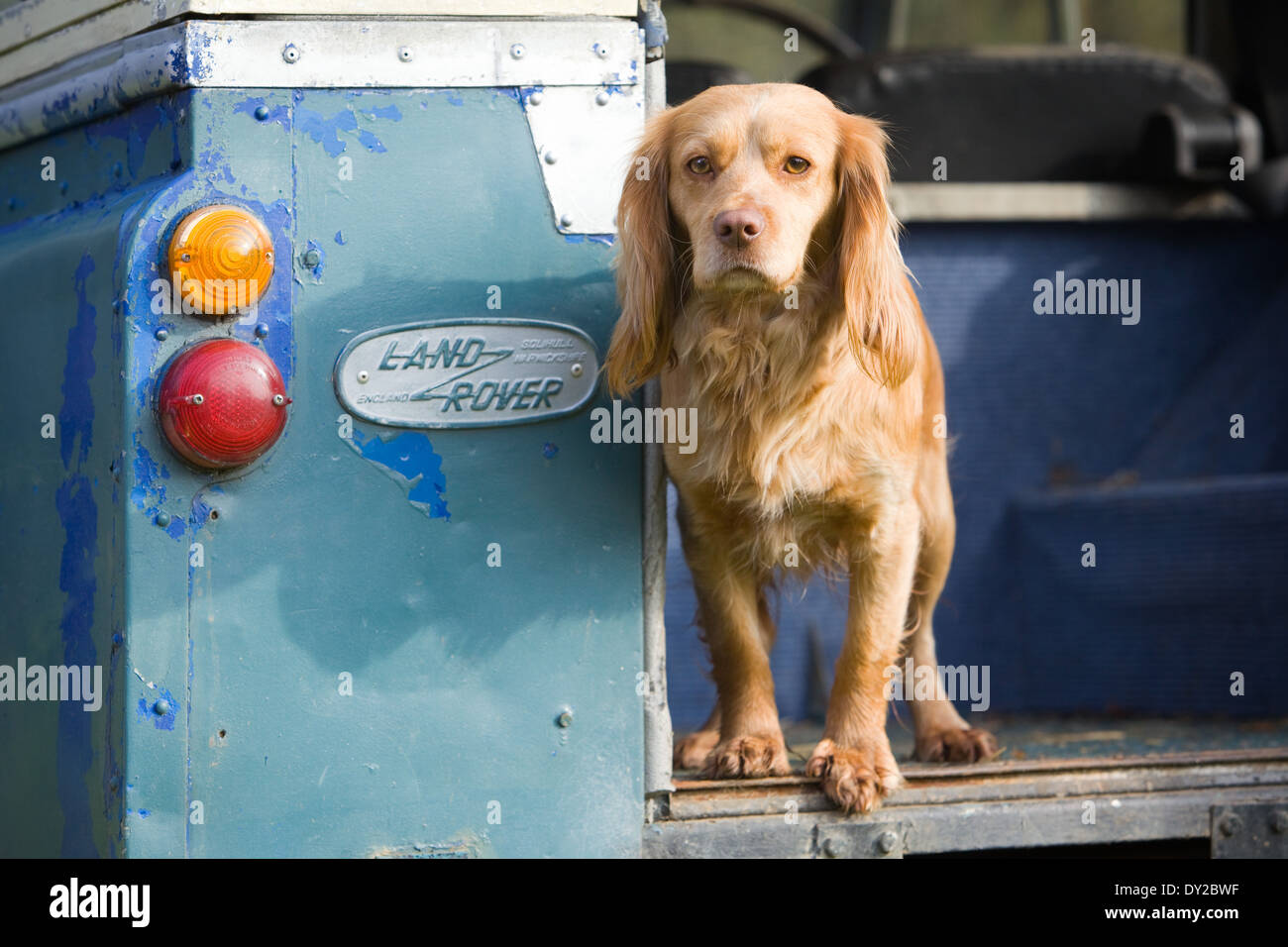 Ein goldener Cocker Spaniel Gebrauchshund steht auf der Rückseite ein altes Land Rover Fahrzeug Stockfoto
