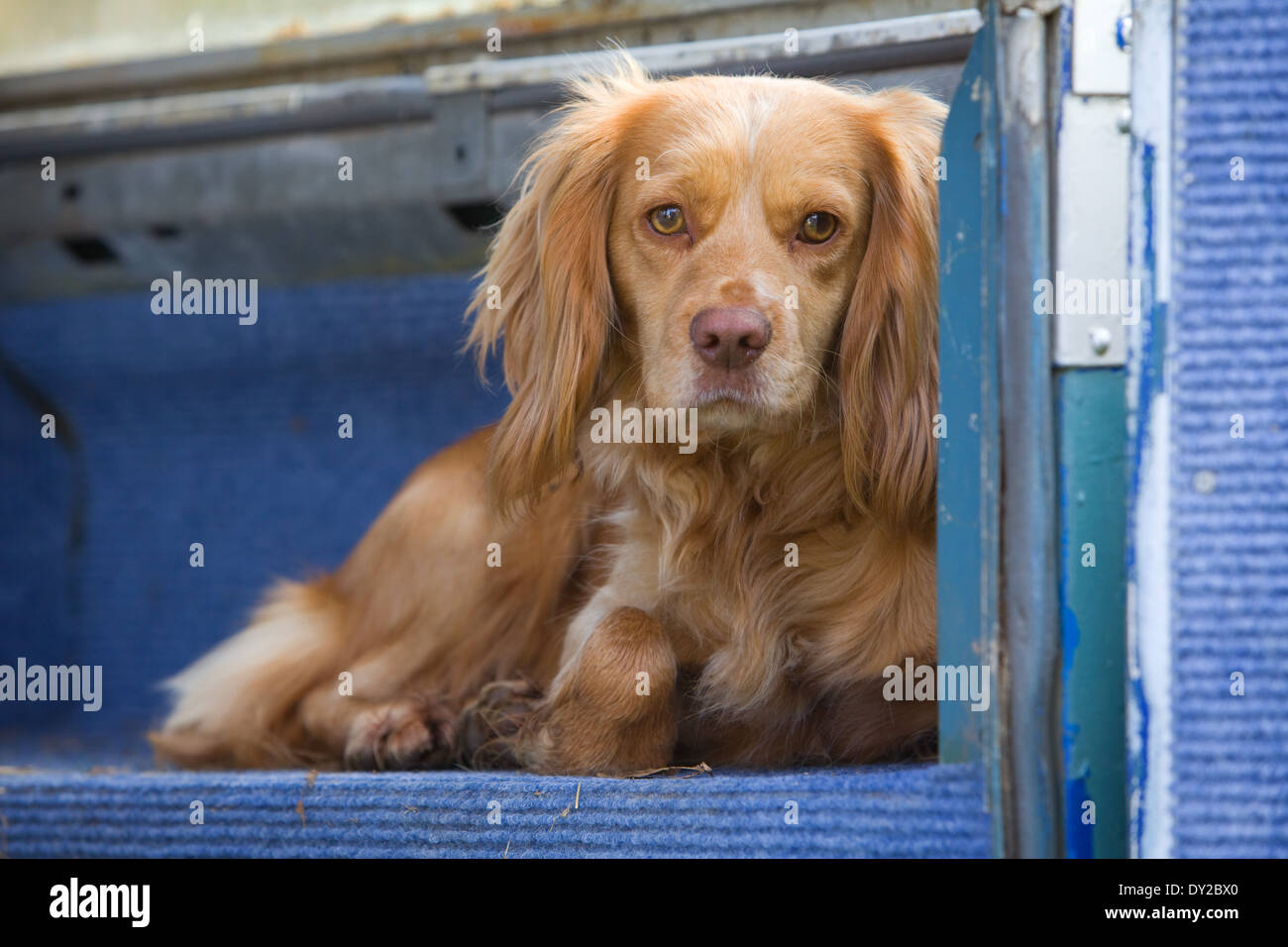 Eine goldene Cocker Spaniel Gebrauchshund Festlegung auf der Rückseite ein altes Land Rover Fahrzeug Stockfoto