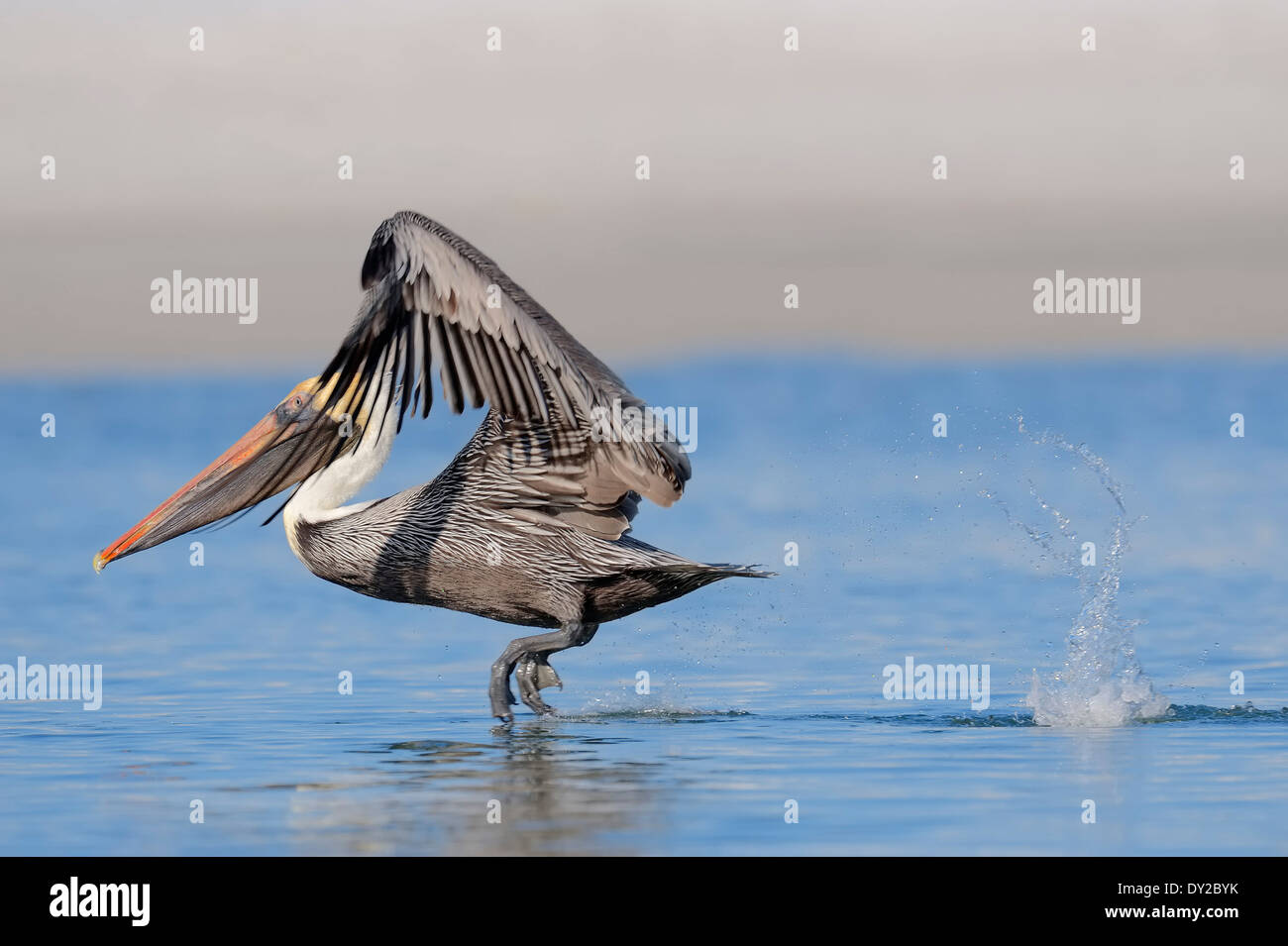 Brauner Pelikan (Pelecanus Occidentalis), Sanibel Island, Florida, USA Stockfoto