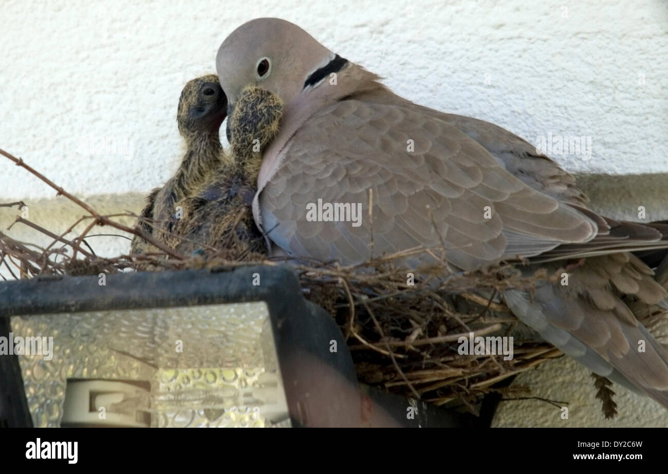 Bulgarien Strandja Gebirge 4. April 2014: Mutter mit ihrem jungen Babys nur wenige Tage alt das warme Wetter bringt früh Zucht © C Stockfoto