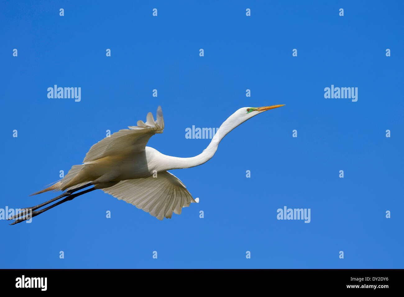 Großer Egret, Common Egret, großen Reiher oder Silberreiher (Ardea Alba, Casmerodius Albus), Florida, USA Stockfoto