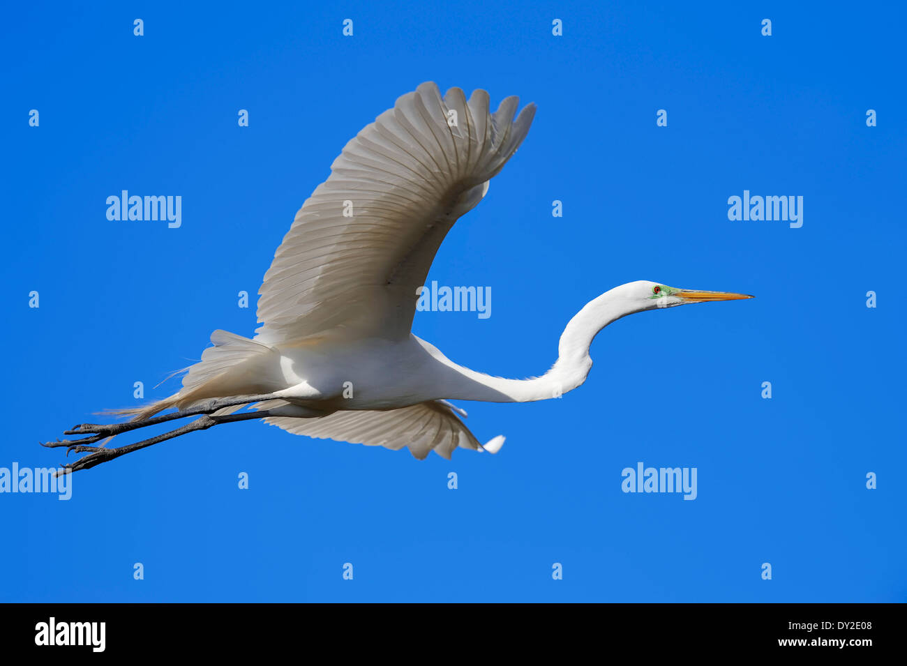 Großer Egret, Common Egret, großen Reiher oder Silberreiher (Ardea Alba, Casmerodius Albus), Florida, USA Stockfoto