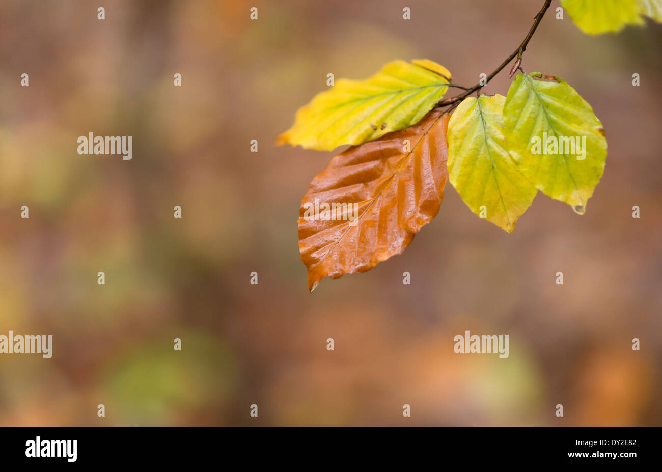 Eine isolierte Gruppe von Regen durchnässt Herbst Blätter; Blean Woods, Kent. Stockfoto