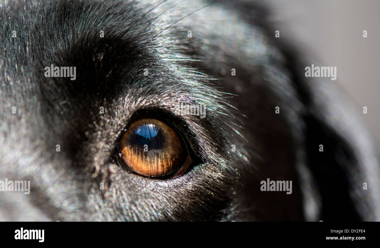 Extreme Nahaufnahme von Hunde-Auge Stockfoto