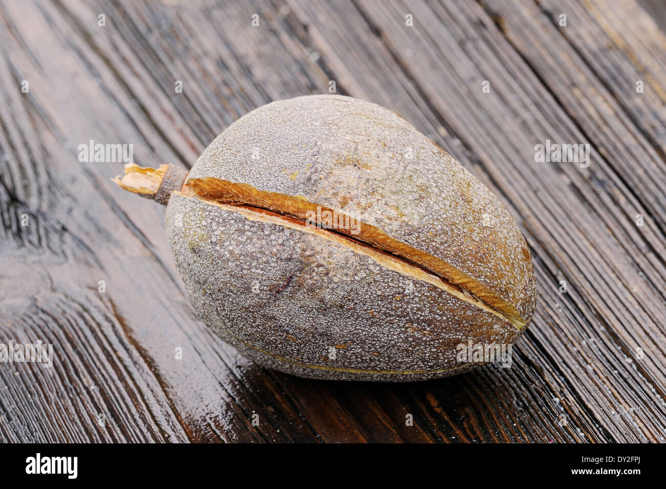 Swietenia mahagoni frucht Fotos und Bildmaterial in hoher Auflösung