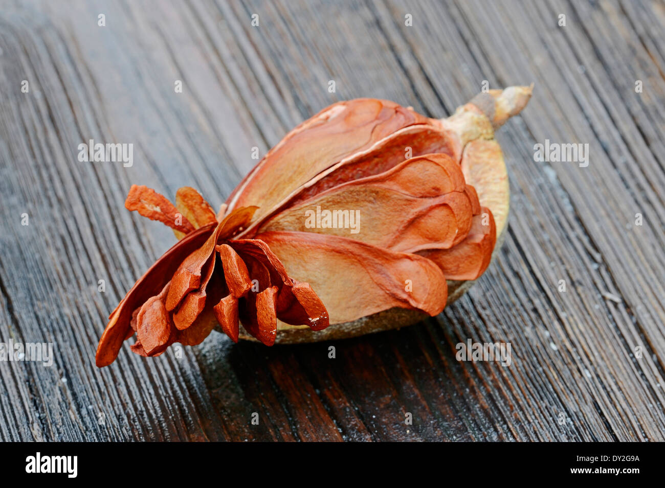 Westindischen Mahagoni, Spanisch Mahagoni oder Karibik Mahagoni (Swietenia Mahogani, Cedrela Mahagoni, Cedrus Mahogani), Obst Stockfoto