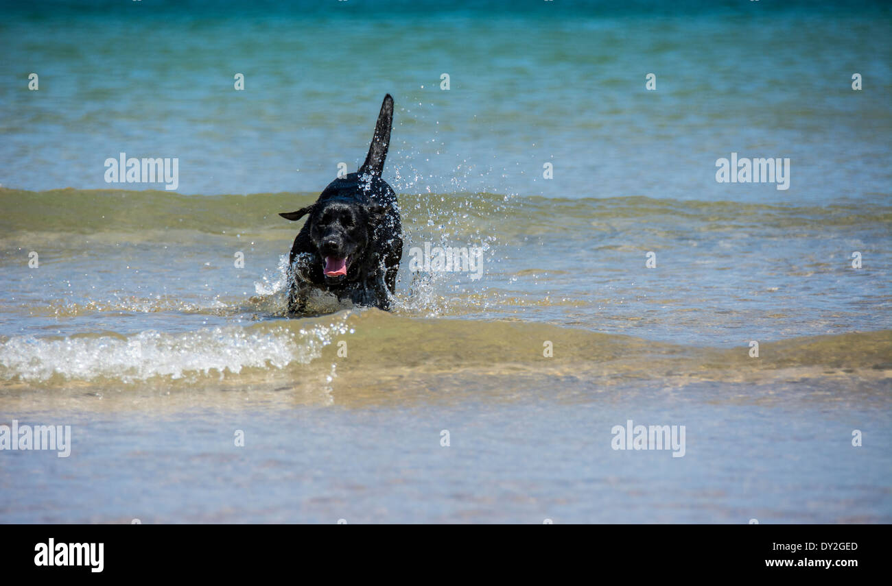 Schwarze Labrador Spaß im Meer Stockfoto