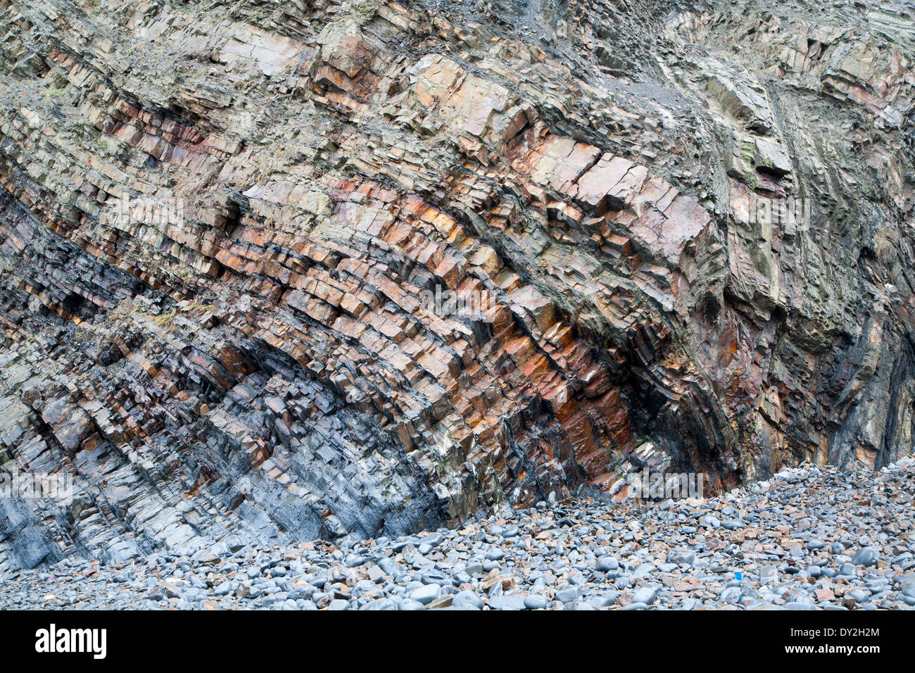 Komplexe Faltung des sedimentären Gesteinsschichten in Steilküsten am Hartland Quay, North Devon, England Stockfoto