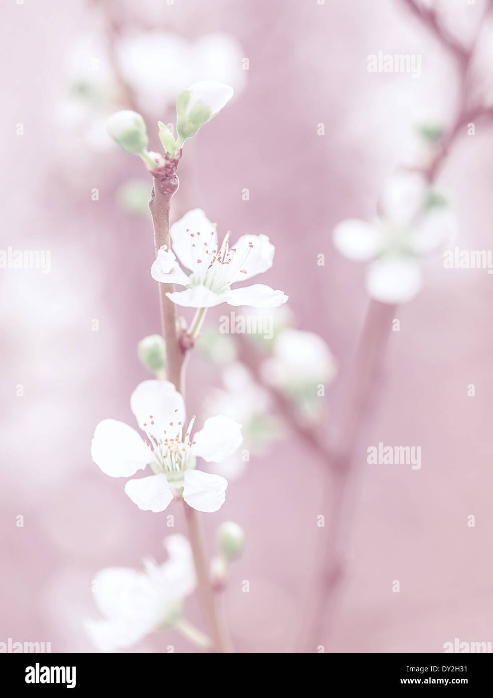 Kirschbaum Blüte, schöne rosa Blumen Hintergrund, sanfte kleine weiße Blüten auf Baum Zweig, verträumten Foto, Kunst Stockfoto