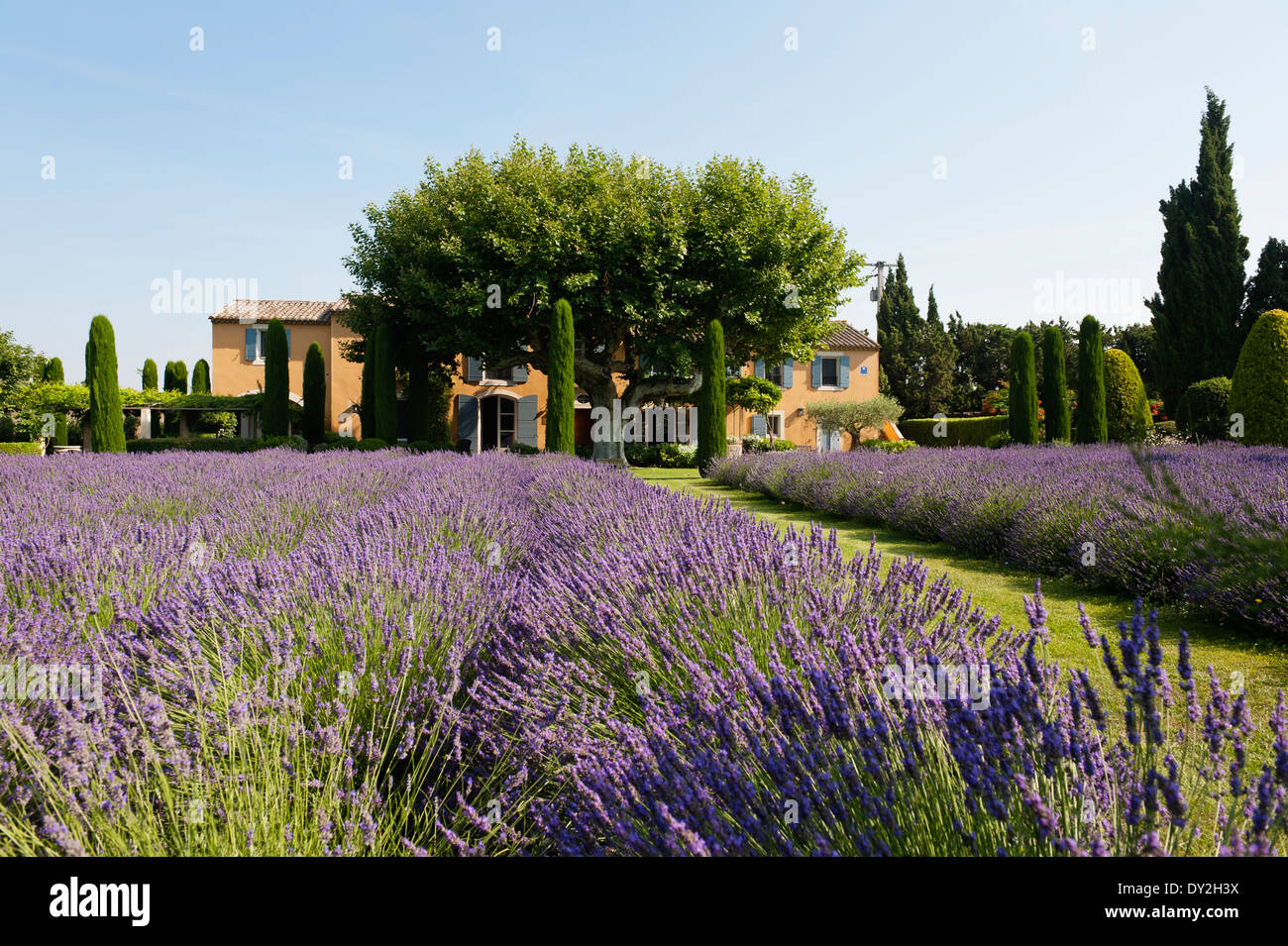 Reichlich Feld Lavendel mit einem provenzalischen Bauernhaus im Hintergrund Stockfoto