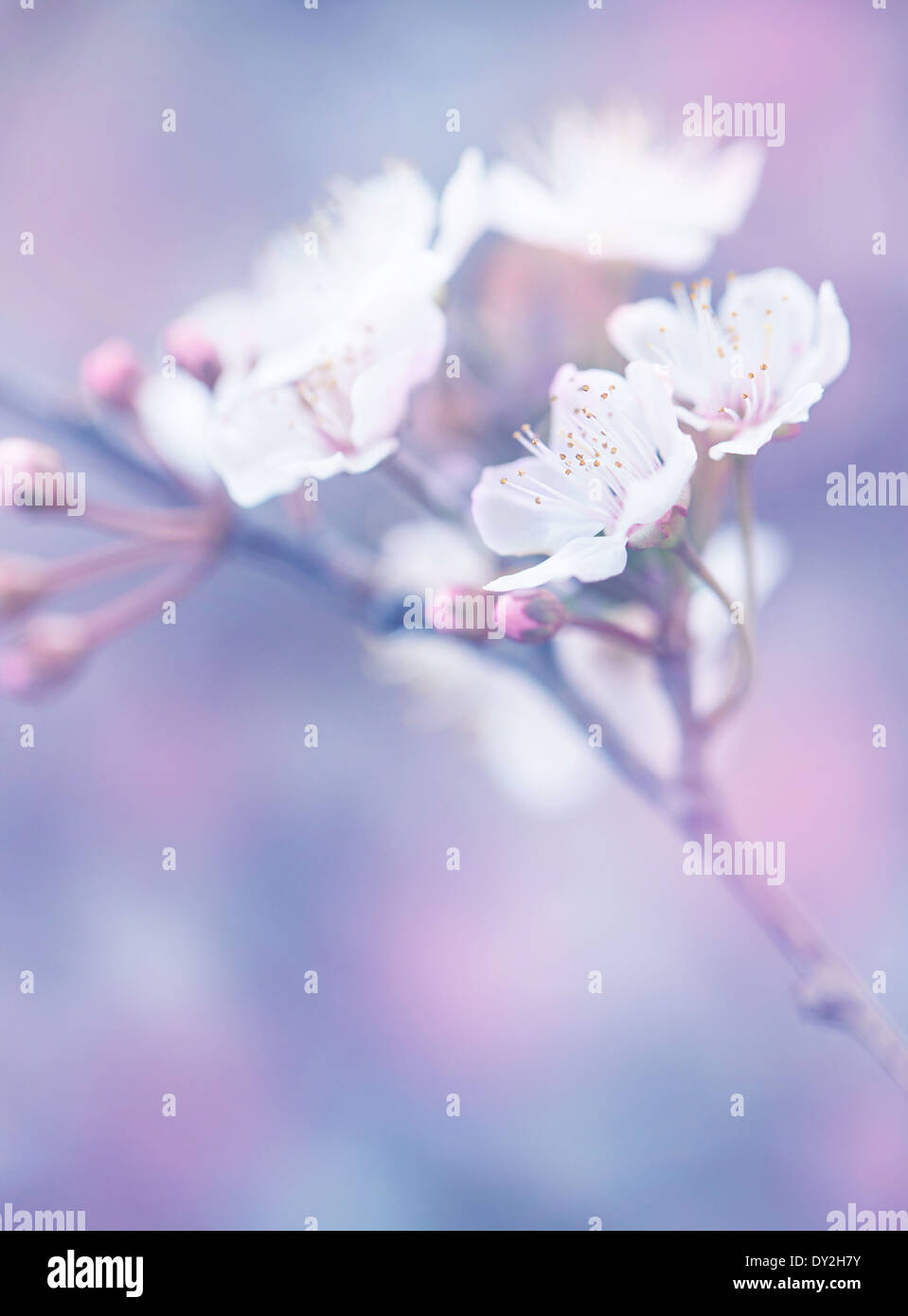 Blütezeit der japanischen Sakura-Garten, abstrakten floralen Hintergrund, verträumten Natur Tapete, geringe Schärfentiefe Stockfoto