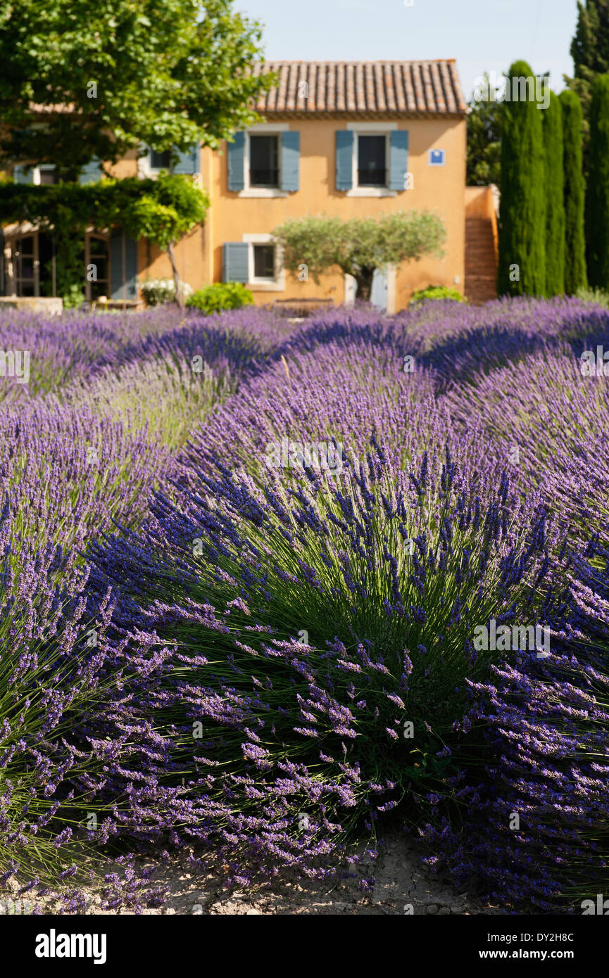 Reichlich Feld Lavendel mit einem provenzalischen Bauernhaus im Hintergrund Stockfoto