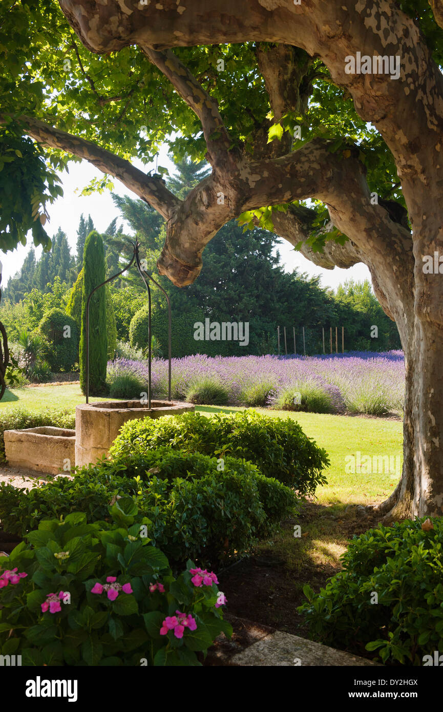 Stein im provenzalischen Garten mit Lavendel und Zypressen Stockfoto