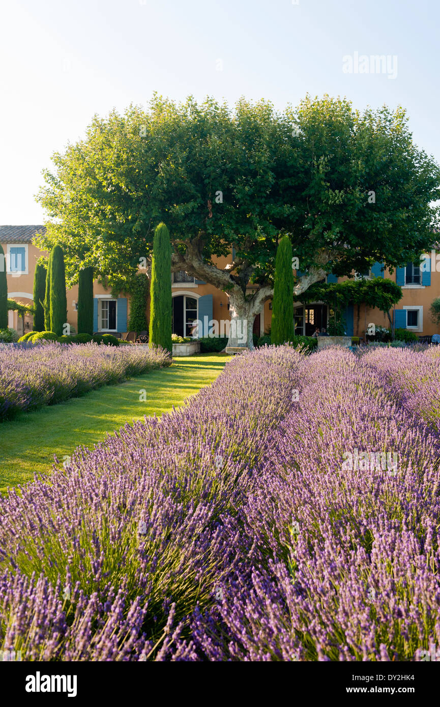 Außenfassade des provenzalischen Bauernhaus aus Garten von Lavendel, Zypressen und Buxus sehen Stockfoto