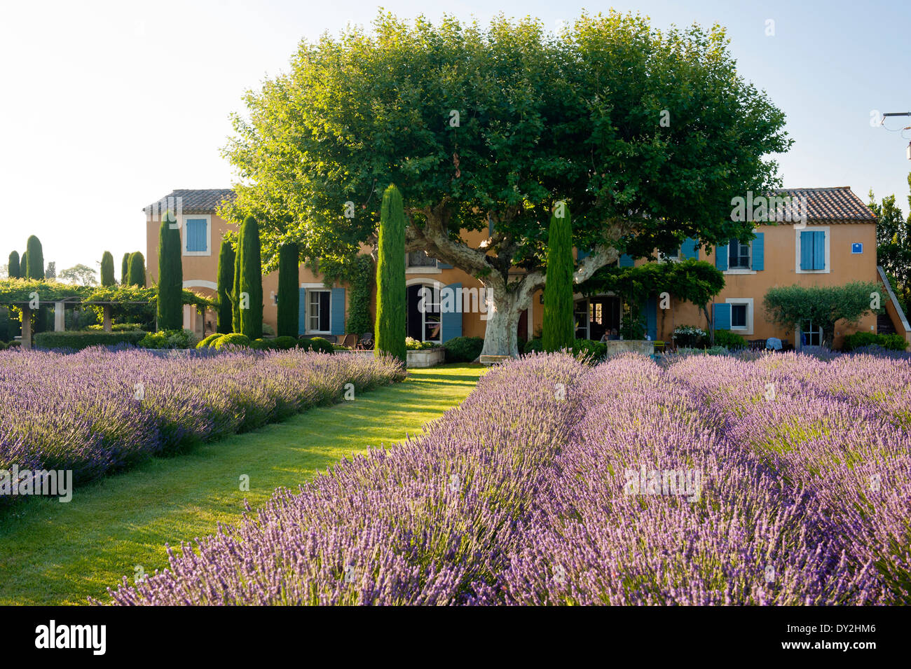 Außenfassade des provenzalischen Bauernhaus aus Garten von Lavendel, Zypressen und Buxus sehen Stockfoto