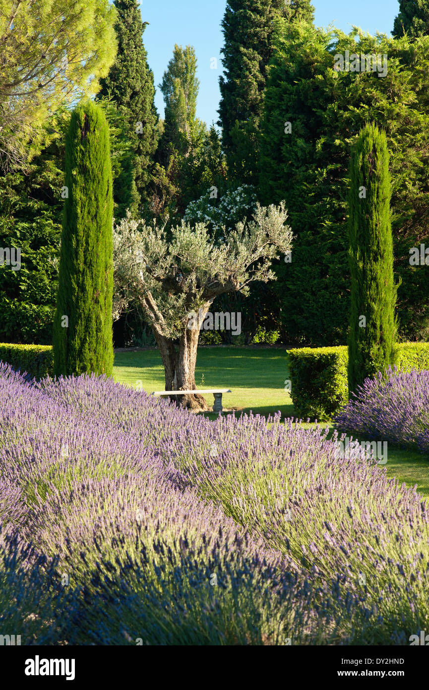 Provenzalischen Garten mit Lavendel und Zypressen