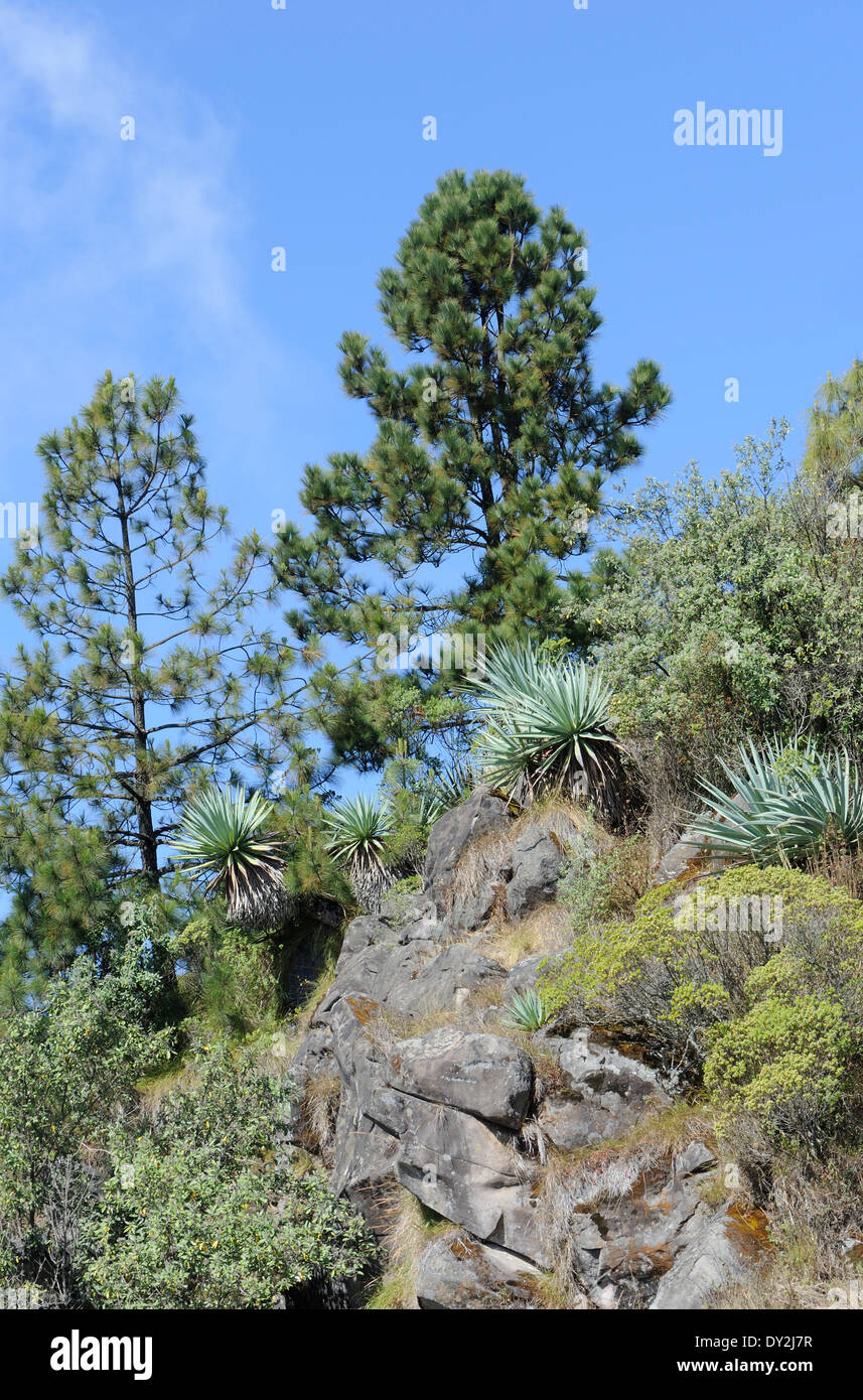 Trockenen montane Flora auf den Grat, Volcan Zunil oberhalb des Dorfes Xetinamit. Xetinamit, Republik Guatemala. Stockfoto