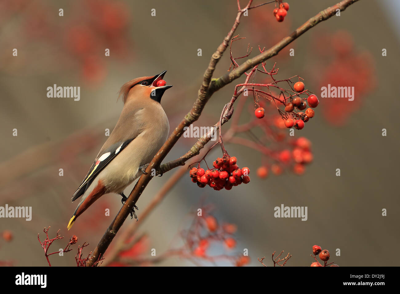 Seidenschwanz (Bombycilla Garrulus) Stockfoto