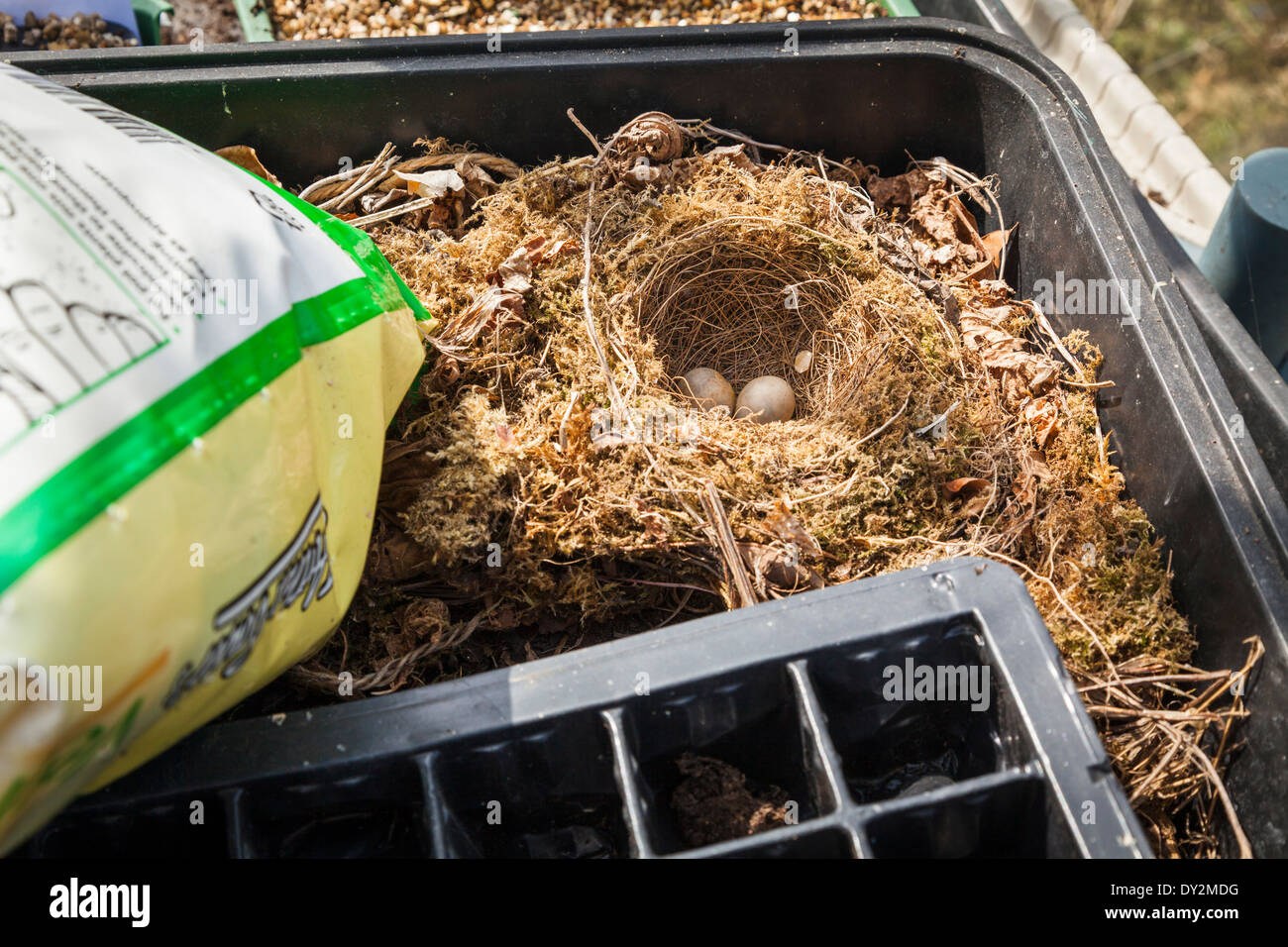 Britische Robins Nest mit zwei verlassene Eiern im Anzuchtkasten Gewächshaus gebaut. Stockfoto