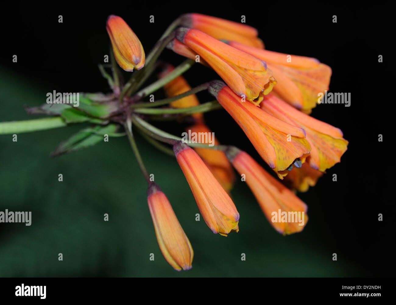 Eine rote Blume auf einem Straßenrand wachsen.  Zunil, Republik Guatemala. Stockfoto