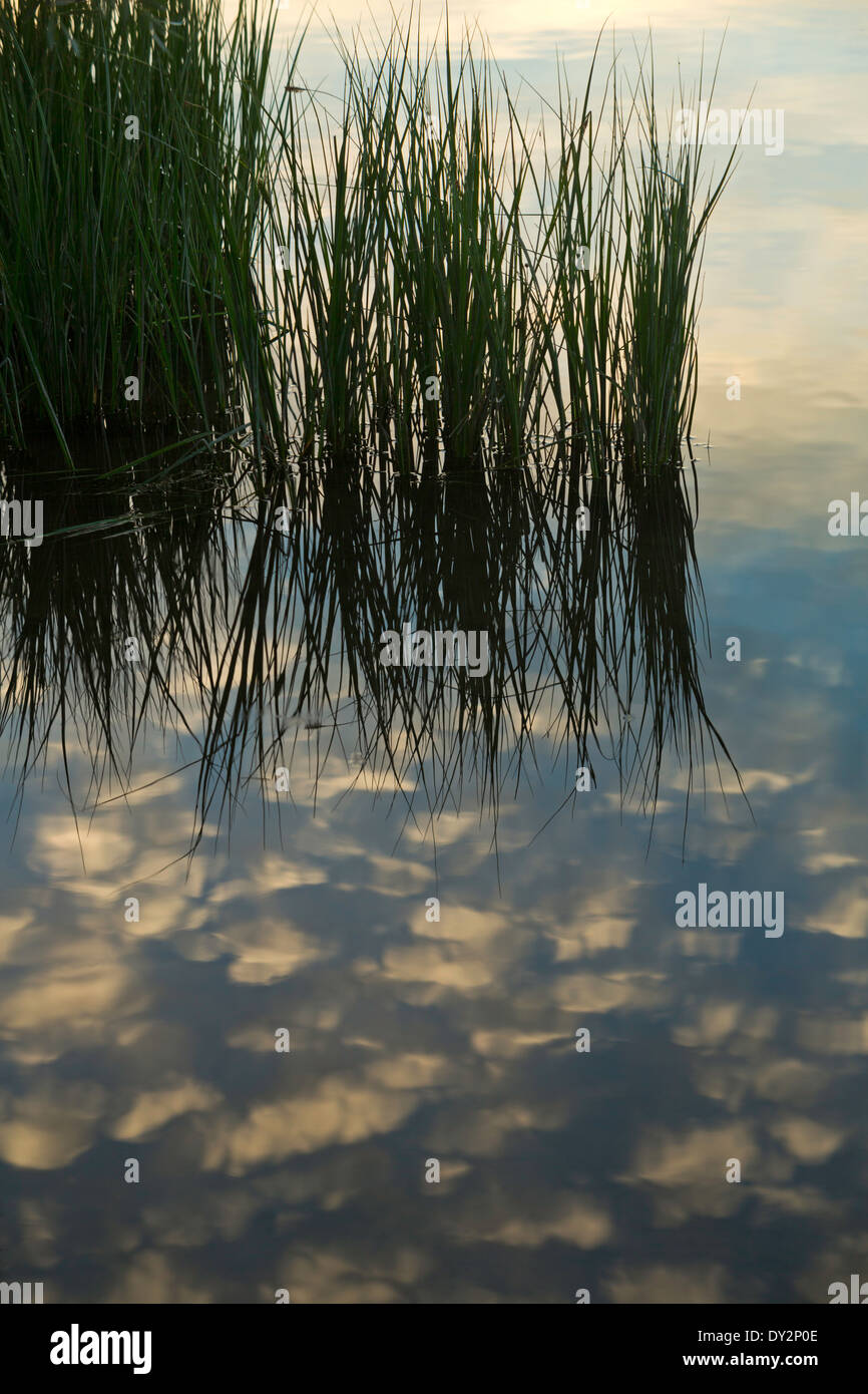 Schilf und die Reflexion der Wolken in der Deschutes River bei Sonnenaufgang in der Nähe von Dillon fällt. Oregon. USA Stockfoto