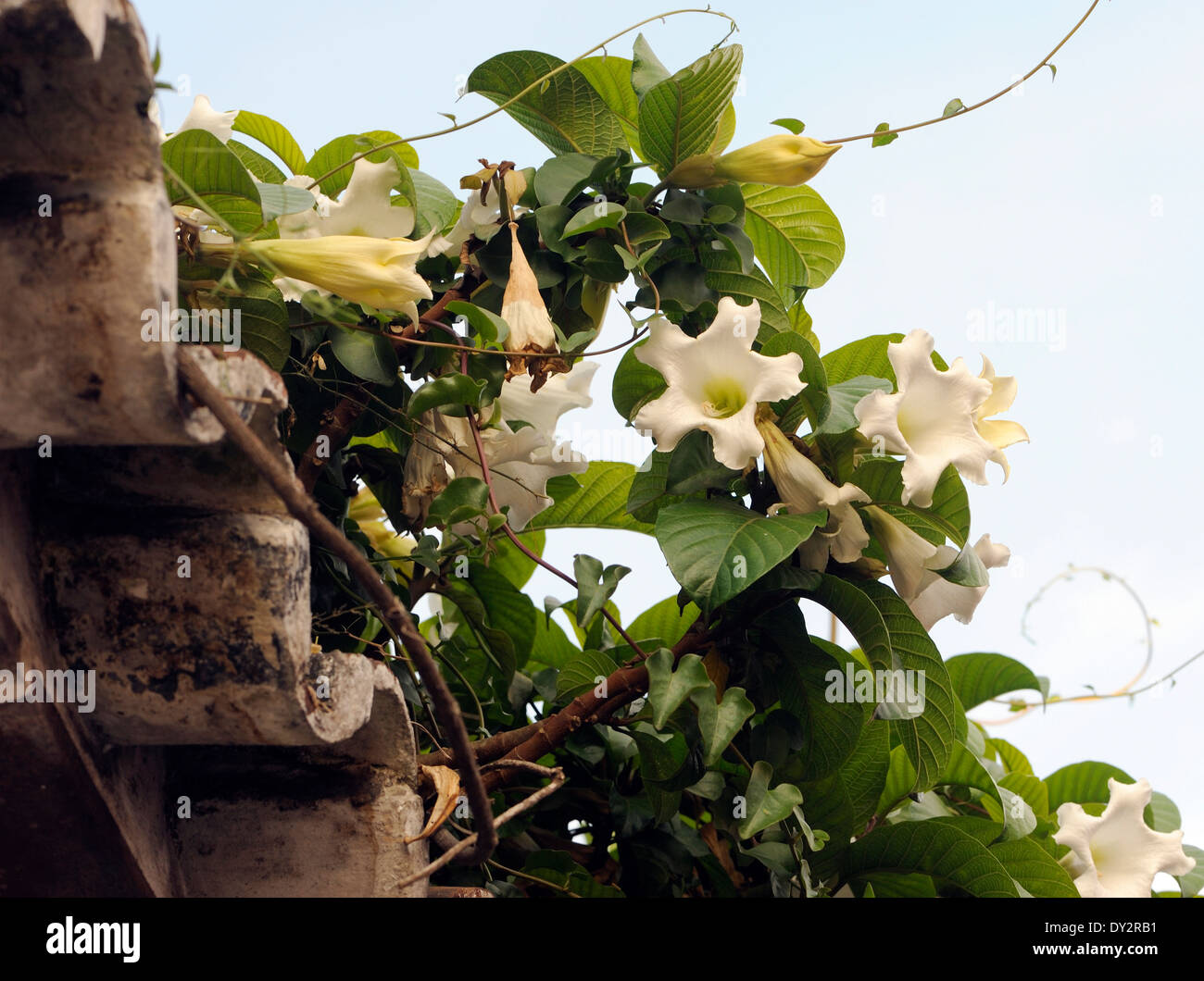 Kletterpflanze mit weißen Trompete Blumen. Antigua Guatemala, Republik Guatemala. 15 Mär 14 Stockfoto