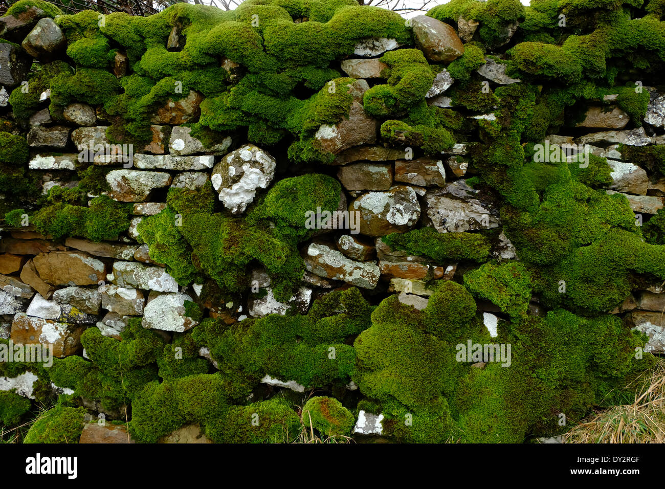 Moos auf Steinmauer. Stockfoto