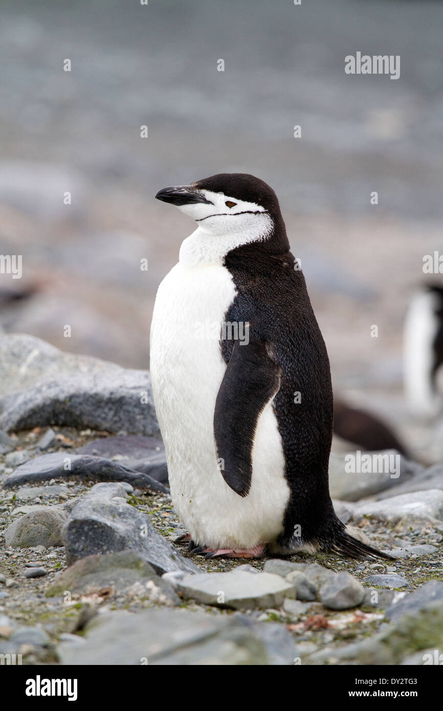 Kinnriemen Penguin, Pygoscelis Antarcticus, antarktische Halbinsel, Antarktis. Stockfoto