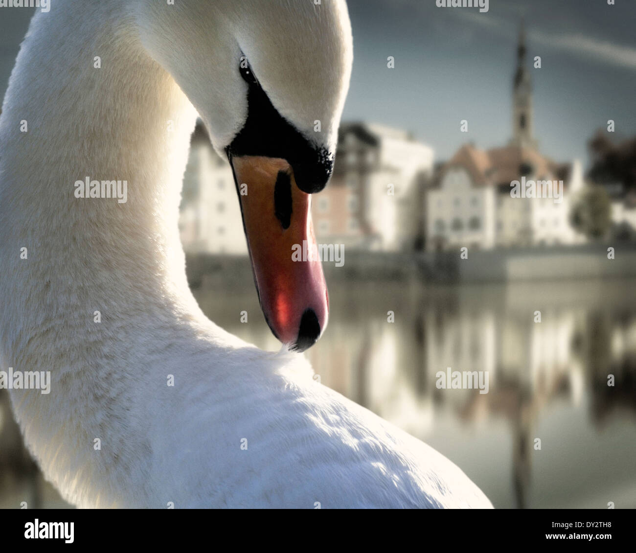 DE - Bayern: Swan am Fluss Isar mit alten Stadt von Bad Tölz im Hintergrund Stockfoto