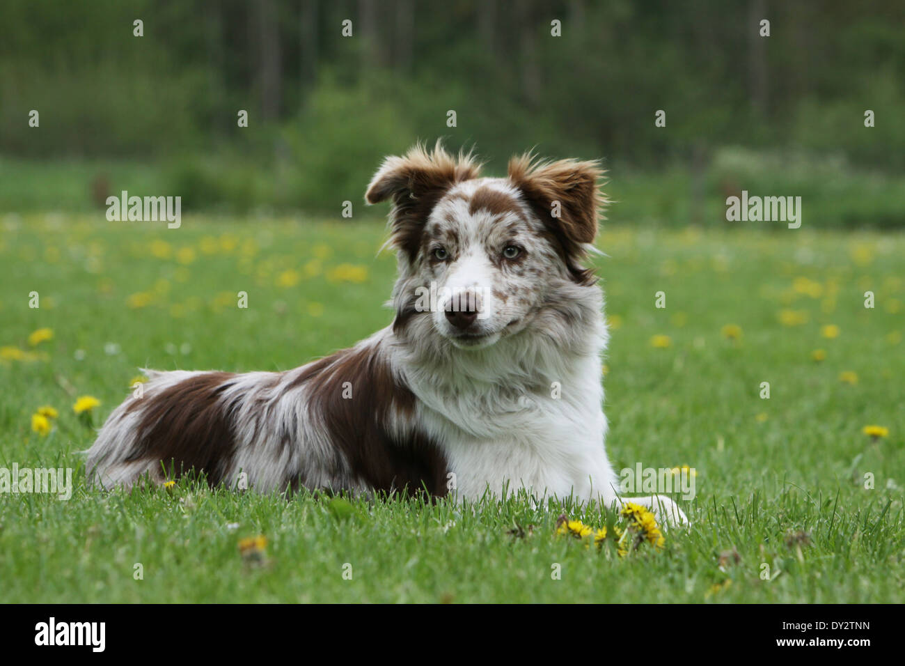 BorderCollie Hund / Erwachsener (red Merle) liegen auf einer Wiese