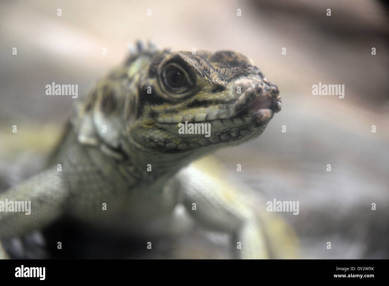 Ein Reptil im zoo Stockfoto