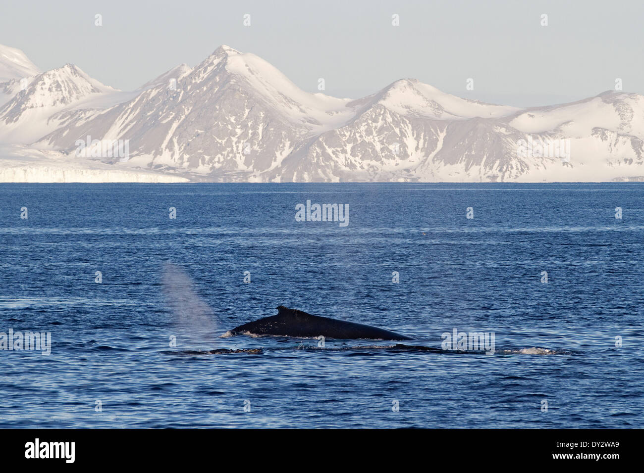 Antarktis Wale, Buckelwale, Antarktis, Megaptera novaeangliae. Wal Rückenflosse. Stockfoto