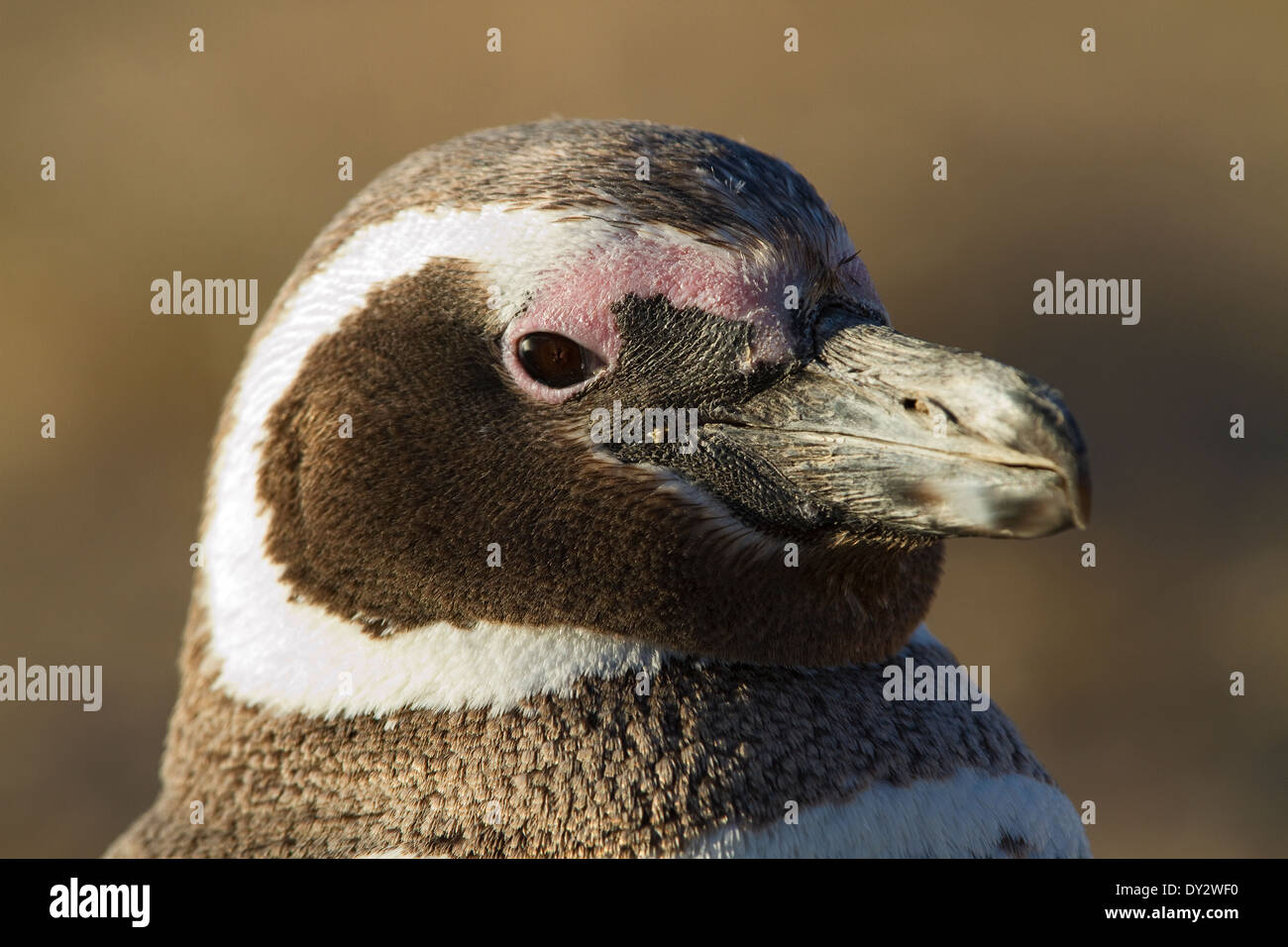 Magellanic Penguin (Spheniscus Magellanicus) auf der Halbinsel Valdes, Valdez, Patagonien, Argentinien, Südamerika. Stockfoto