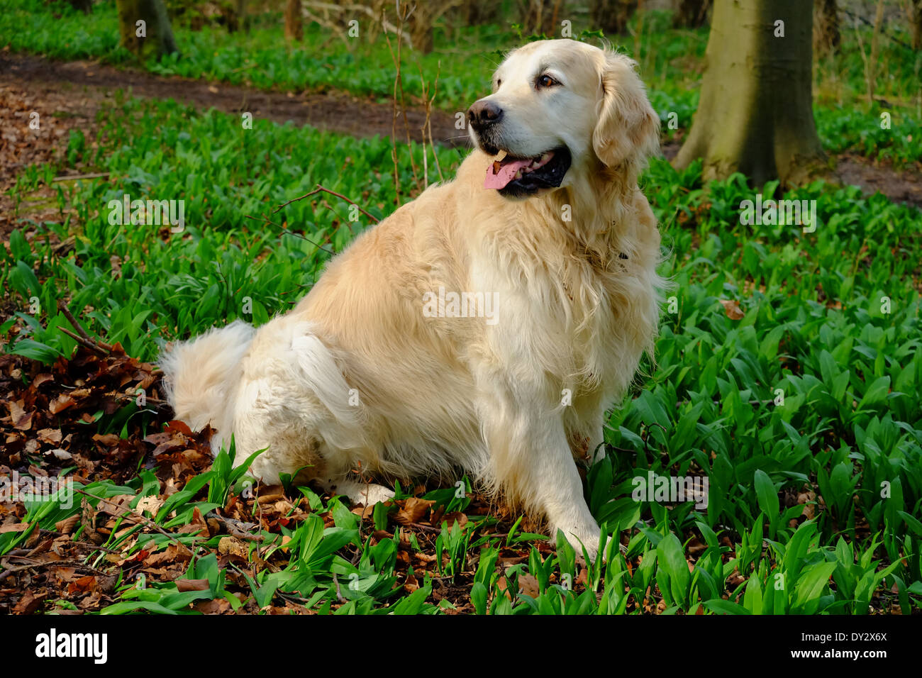 Golden Retriever in Holz voller Bärlauch SA. Stockfoto