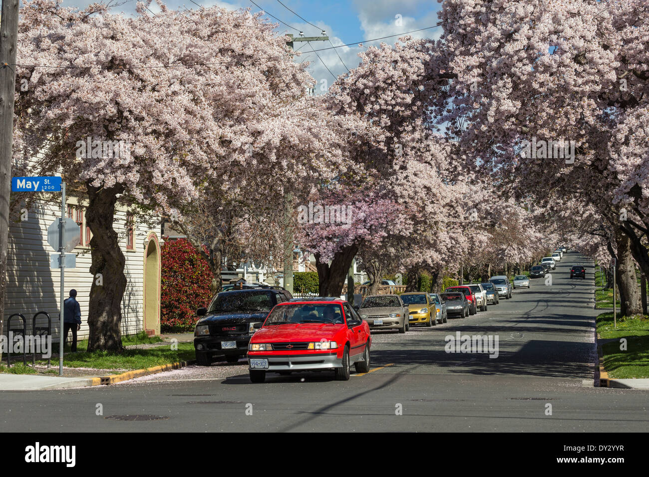 Kirschblüten im vollen Frühjahr blühen entlang Moss Street-Victoria, British Columbia, Kanada. Stockfoto