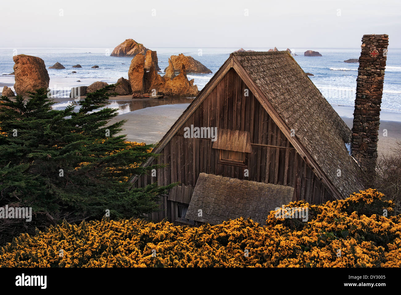 Frühling Ginster blüht um diese rustikale Hütte mit Blick auf Gesicht Rock und viele Felsnadeln Oregons Bandon Strand entlang. Stockfoto