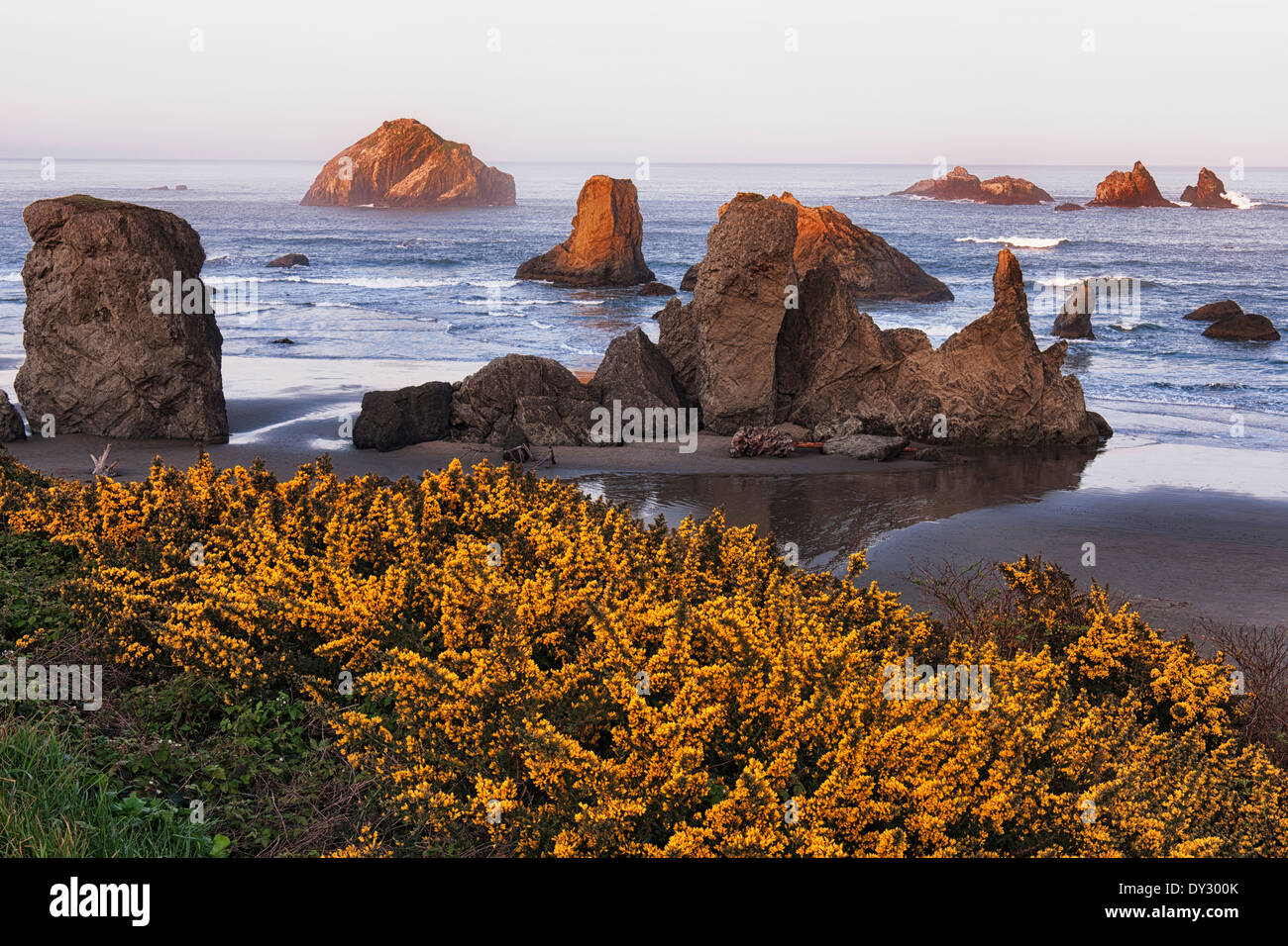 Frühling-Ginster blüht mit Blick auf ersten Licht auf Gesicht Rock und die Meere Stapel Oregons Bandon Strand entlang. Stockfoto