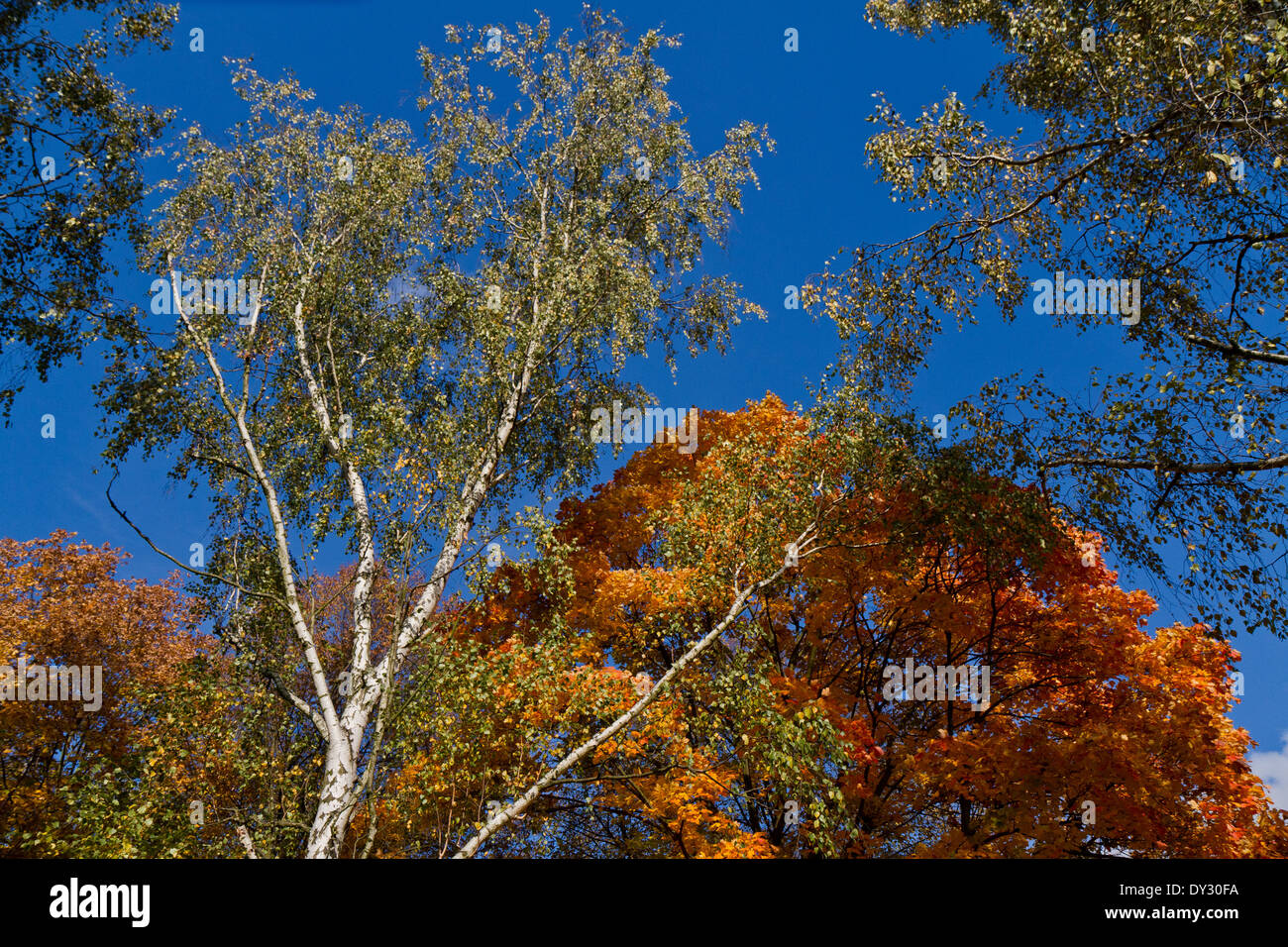 Farben des Herbstes, Lidice Park, Tschechische Republik Stockfoto