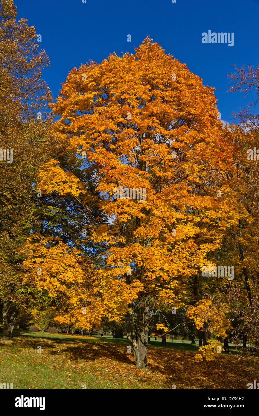 Farben des Herbstes, Lidice Park, Tschechische Republik Stockfoto