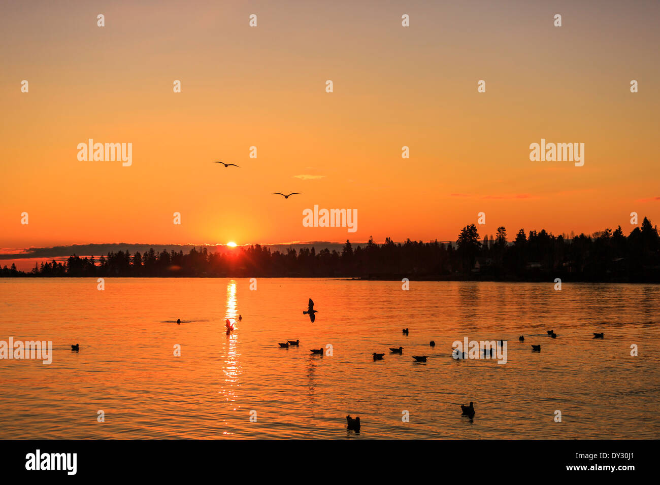 Herde von Möwen entlang der Küste von Vancouver Island bei Sonnenaufgang. Stockfoto