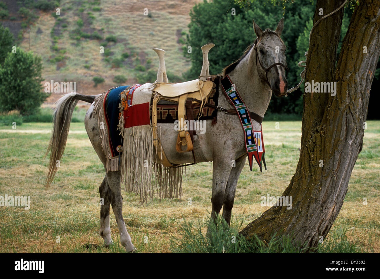 Appaloosa Horse in voller Nez Perce Indian regalia tragen Frau Reiten Sattel Stockfoto